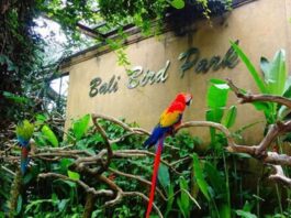 bali bird park